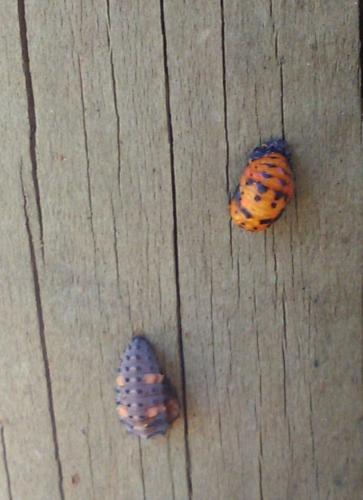 Coccinella septempunctata